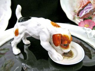 Royal Doulton Jack Russel Terrier Dog Licking Plate Bone China Hn1158
