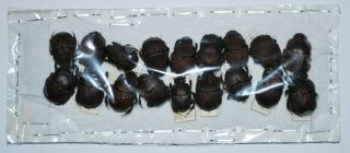 Phanaeus Chalcomelas Xl 8 Males,  10 Females