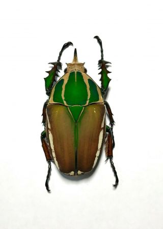 Coleoptera Mecynorrhina Ugandensis,  63mm.  Male Color (breeding) 149