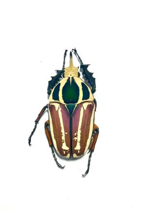 Coleoptera Mecynorrhina Ugandensis,  63mm.  Male Color (breeding) 281