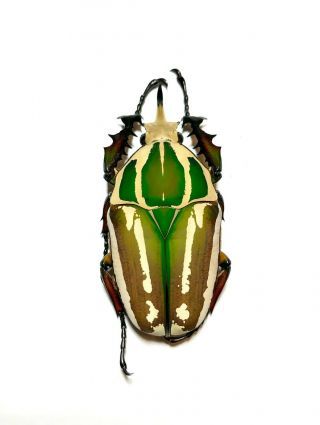 Coleoptera Mecynorrhina Ugandensis,  63mm.  Male Color (breeding) 214