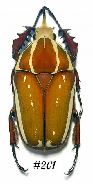 Coleoptera Mecynorrhina Ugandensis,  60mm.  Male Color (breeding) 201