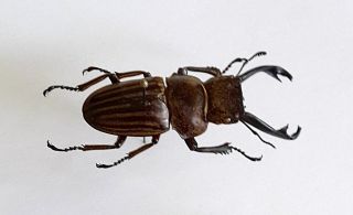 Lucanidae - Odontolabis Striata,  Sabah Indonesia,  41,  Mm Male,  Rare Brown,  A1