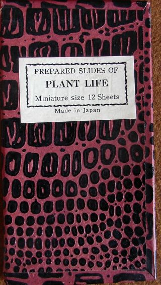 12 Vintage Prepared Slides Of Plant Life