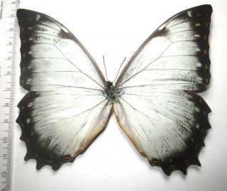 Nymphalidae Satyrinae Morpho Theseus Juturna,  Male 3 From PerÚ