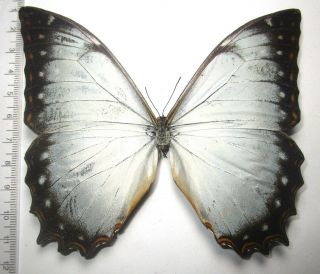Nymphalidae Satyrinae Morpho Theseus Juturna,  Male 2 From PerÚ