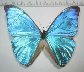 Nymphalidae Satyrinae Morpho Aurora Lamasi,  Male 4 From PerÚ