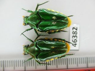 46382 Cetoniidae: Coilodera Sp?.  Vietnam C