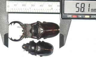 Lucanidae Lucanus Langi 58.  1mm Tibet