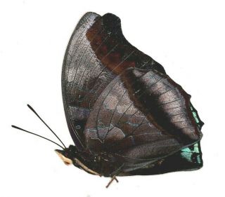 Nymphalidae Charaxes lycurgus bernardiana from Cameroon 2