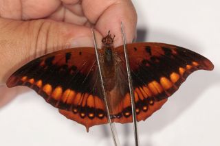Nymphalidae Charaxes Nichetes Pair ? From Cameroon