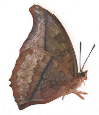 Nymphalidae Charaxes nichetes PAIR ? from Cameroon 2