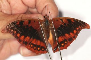 Nymphalidae Charaxes nichetes PAIR ? from Cameroon 3