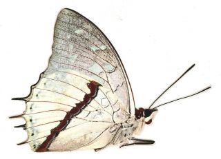 Nymphalidae Charaxes hadrianus f.  lecerfi ? from Cameroon 2