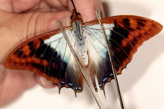 Nymphalidae Charaxes Lactetinctus From Cameroon