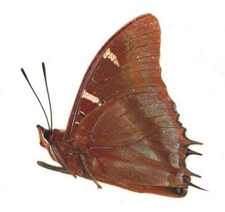 Nymphalidae Charaxes lactetinctus from Cameroon 2