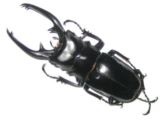 Lucanidae Odontolabis Intermedius Male A1 96mm (philippines) Xxl