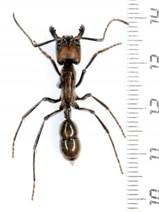 Hymenoptera Formicidae Dinaponera Gigantea A1 Peru