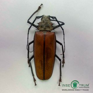 Callipogon Armillatus Female | Guyana | Papered | A1,  91.  5 Mm Massive