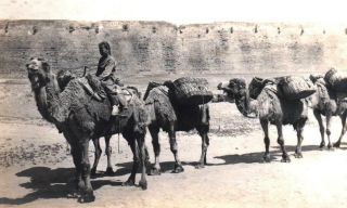 China Photos Old Peking Beijing camel caravan - 3 x orig 1901/02 2