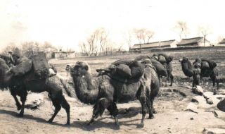 China Photos Old Peking Beijing camel caravan - 3 x orig 1901/02 3