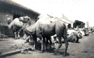 China Photos Old Peking Beijing Camel Caravan - - 2 X Orig 1901/02
