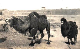 China Photos Old Peking Beijing camel caravan - - 2 x orig 1901/02 2