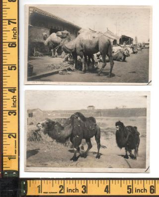China Photos Old Peking Beijing camel caravan - - 2 x orig 1901/02 3