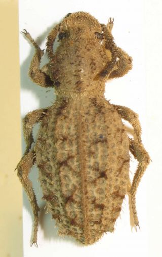 Tenebrionidae,  Sepidium Sp.  390 (ethiopia) - Very Rare,  Discount
