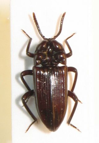 Tenebrionidae,  Stemmoderus Cf.  Singularis? (zimbabwe) - Big Discount