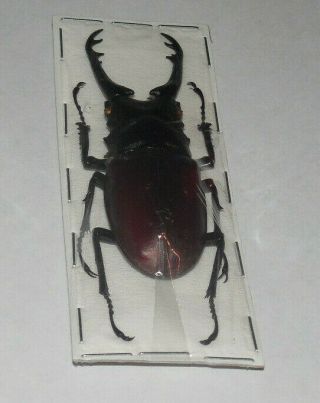 70MM,  HEXARTHRIUS GIRAFFA TIMORENSIS REAL INSECT INDONESIA TAXIDERMY 3