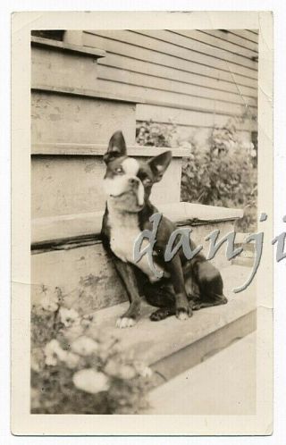 Sweet Boston Terrier Dog With A Tipped Head Sitting On The Bottom Step Old Photo