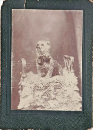 Darling Little " Dandy Pickle Frear Lamb " Pet Poodle Dog W/bow - Cohoes,  Ny - Cc