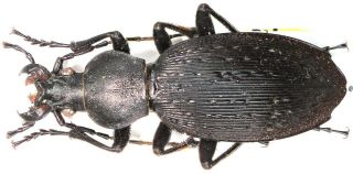 7.  Carabidae - Carabus (apotomopterus) Gilesiflutschi….  Female