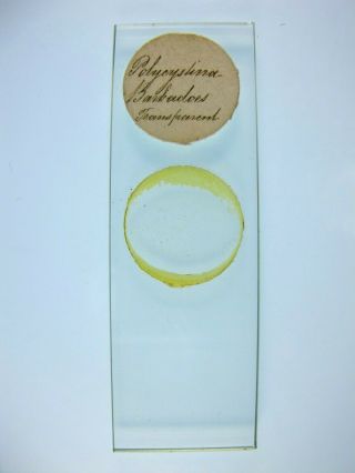 Antique Microscope Slide.  Polycystina From Barbadoes.