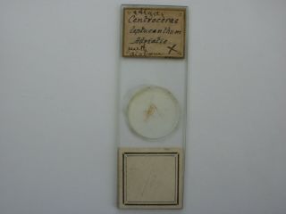 Antique Microscope Slide.  Algae Centroceras With Diatoms In Situ.