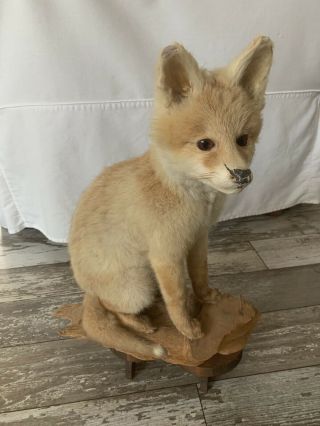 Vintage Fox Mount Taxidermy Hunting Stuffed