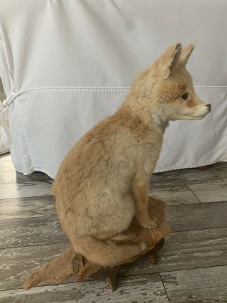 Vintage Fox Mount Taxidermy Hunting Stuffed 2