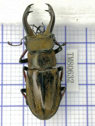 Lucanidae Tm80632 Lucanus Cheni 53mm W Tibet