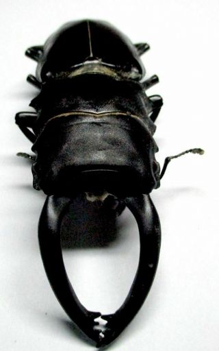 C001 El : Lucanidae: Odontolabis Alces Teledonte Male 86mm