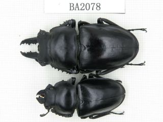 Beetle.  Neolucanus Sp.  China,  Guangdong,  Mt.  Nanling.  1p.  Ba2078.