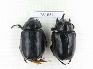 Beetle.  Eupatorus Sp.  China,  W Yunnan,  N Mt.  Biluoxueshan.  1p.  Ba1852.