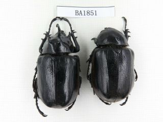 Beetle.  Eupatorus Sp.  China,  W Yunnan,  N Mt.  Biluoxueshan.  1p.  Ba1851.