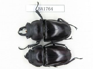 Beetle.  Neolucanus Sp.  China,  Guizhou,  Mt.  Miaoling.  1p.  Ba1764.