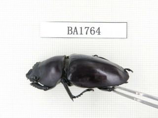 Beetle.  Neolucanus sp.  China,  Guizhou,  Mt.  Miaoling.  1P.  BA1764. 3