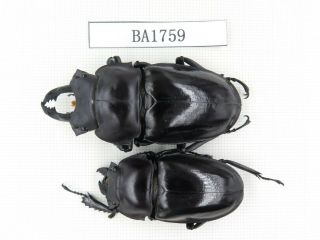 Beetle.  Neolucanus Sp.  China,  Guizhou,  Mt.  Miaoling.  1p.  Ba1759.