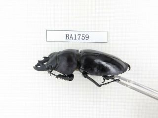 Beetle.  Neolucanus sp.  China,  Guizhou,  Mt.  Miaoling.  1P.  BA1759. 2