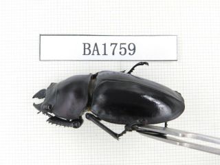 Beetle.  Neolucanus sp.  China,  Guizhou,  Mt.  Miaoling.  1P.  BA1759. 3