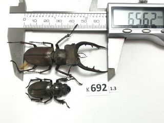 K692 Unmounted Beetle Lucanus Luci Vietnam Central