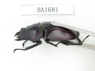 Beetle.  Neolucanus sp.  China,  Guizhou,  Mt.  Leigongshan.  1P.  BA1681. 3
